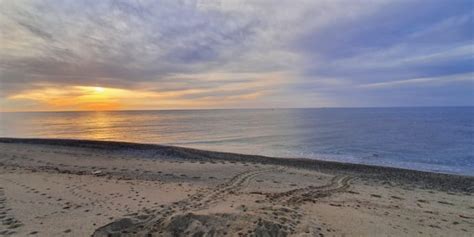 Reggio Primo Nido Di Tartaruga Caretta Caretta Sul Lungomare Di