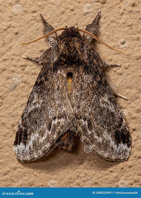 Adult Prominent Moth Insect Stock Image Image Of Noctuoidea Insecta