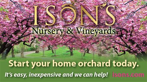 The Tradition Of Isons Isons Nursery And Vineyard Strawberry Plants