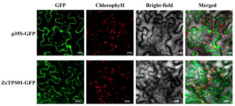 Genes Free Full Text Identification Of Volatile Compounds And