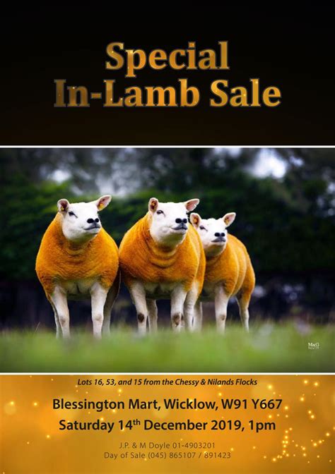 Special In Lamb Sale Blessington 14th December By Irish Texel Sheep