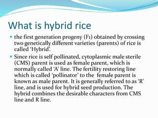 Hybrid rice presentation | PPT