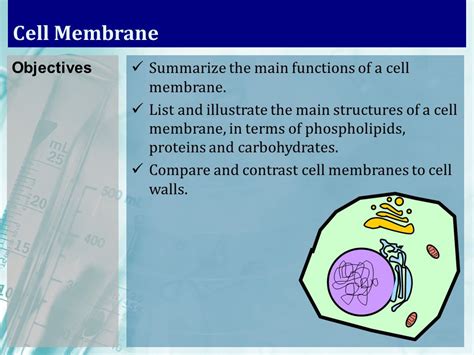 Cell Wall And Cell Membrane Compare And Contrast