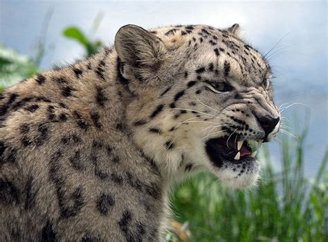 Snow Leopard 4k Snow Leopard Hd Wallpaper Wallpaperbetter