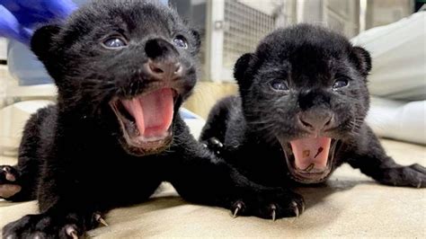 Born of 2 Black jaguar cubs for the first time in 8 years in Japan Zoo (Video) – Apple