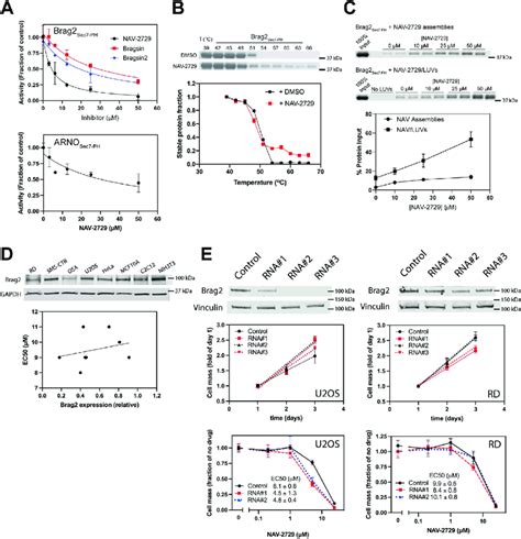 Nav 2729 Binds To And Inhibits Brag2 A Inhibition Of Brag2 And Arno