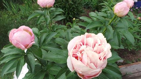 Пионы травянистые