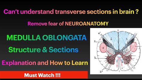 Neuroanatomy Medulla Oblongata Structure And How To Remember