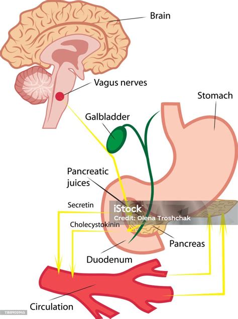 Pancreatic Secretion In Human Body Stock Illustration Download Image