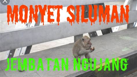 Mitos Monyet Jadi Jadian Jembatan Ngujang Tulungagung Youtube