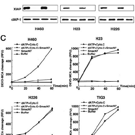 NH 2 Terminal Peptide Of Smac Relieves XIAP Inhibition Of Caspases And