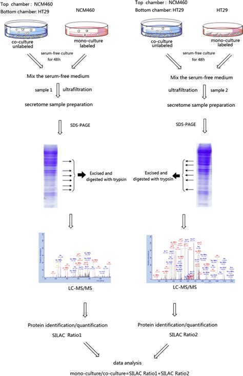 The Silac Based Quantitative Proteomics Strategy Was Applied To Analyze