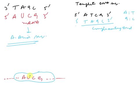 SOLVED: Show how complementarity works in: Constructing a new strand of ...