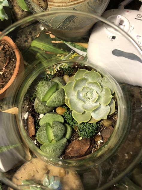 One of my first succulent terrariums! : r/terrariums