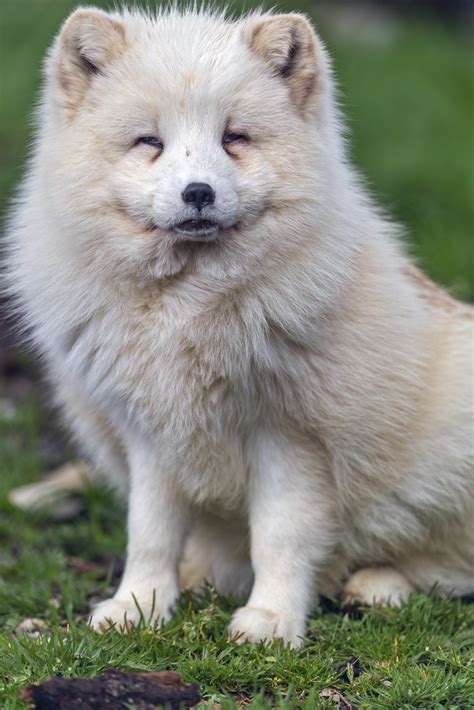 Male Arctic Fox Sitting And Posing A Cute Photo Of The Mal Flickr