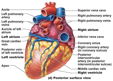 Blood Vessels of the Heart - RorytaroJones