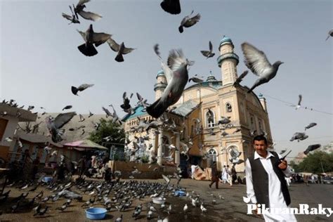 Tafsir Mimpi Bermain Burung Merpati Menurut Primbon Jawa Pertanda Baik