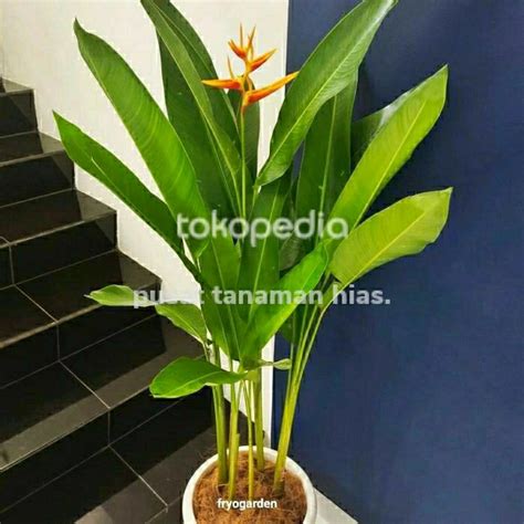 Jual Tanaman Hias Pisang Heliconia Pohon Pisang Pisangan Kab Bogor