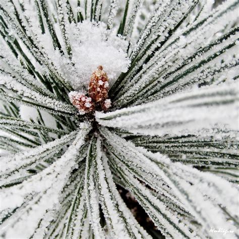 Frosted Pine Needles Frimas Sur Aiguilles De Pin Flickr