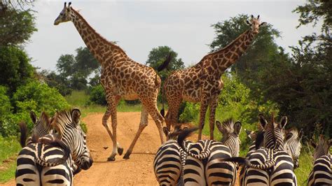 2 Days Tanzania Safaris Ngorongoro And Tarangire Tanzania Viajes Imprescindibles Cairo