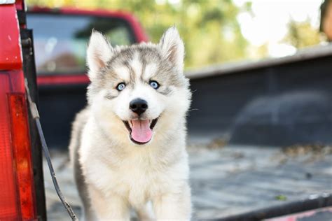 White and Gray Siberian Husky Puppy · Free Stock Photo