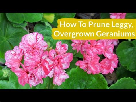 How to Prune Geraniums for More Flowers - HayFarmGuy