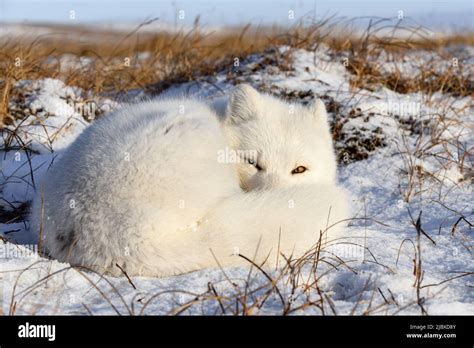 Arctic Fox Vulpes Lagopus In Wilde Tundra Arctic Fox Lying Sleeping