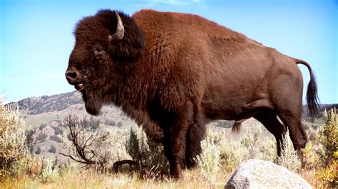 What Is A Male Buffalo Called American Bison Animals Wild