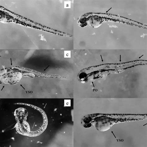 Late Malformations In Zebrafish Danio Rerio Embryos PO Pericardial