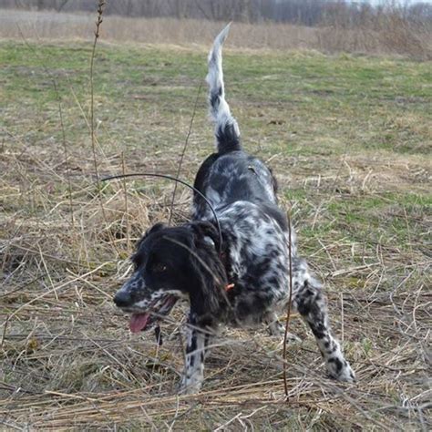 Cash Llewellin Setters Iowa Our Dogs English Setter Dogs Dogs