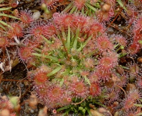 drosera pygmaea alchetron   social encyclopedia