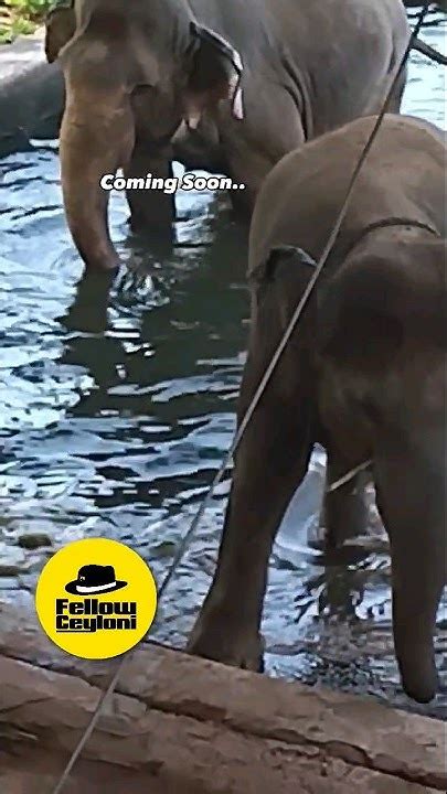 Ceylon Elephant Bath 🐘🐘🐘🚿🚿🚿 Youtube