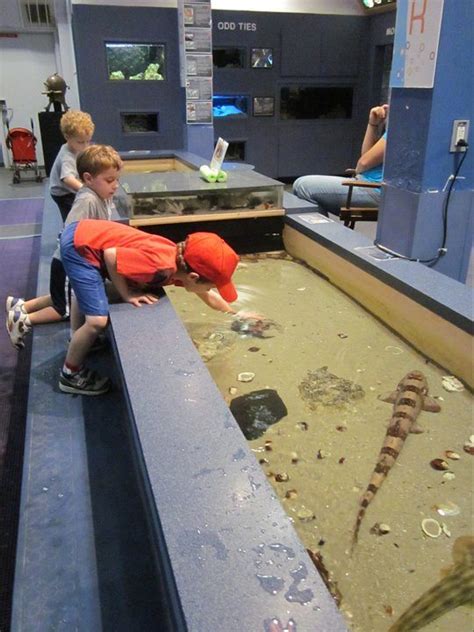 Atlantic City Aquarium to Return to its Glory Days – Jersey Family Fun