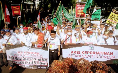 Apkasindo Soroti Program Sawit Untuk Petani Makin Loyo Kantor Berita