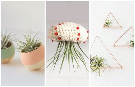 9 Now Ideas Decorate With Air Plants Make And Takes