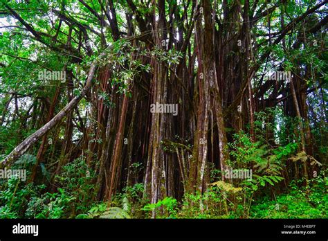 Banyan Trees Rainbow Falls State Park Hilo Hawaii Stock Photo Alamy