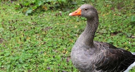 Toulouse Geese: Appearance, Temperament and Egg Laying