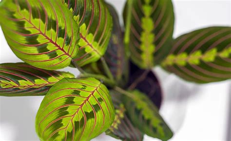 Maranta Maranta Leuconeura Culture Entretien Rempotage Plante