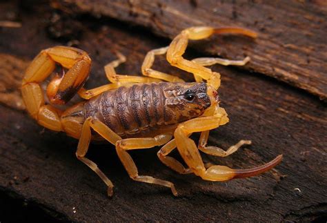 Amarelo Picada De Escorpião - Escorpião Amarelo é Perigoso? Como é sua Picada? | Mundo Ecologia