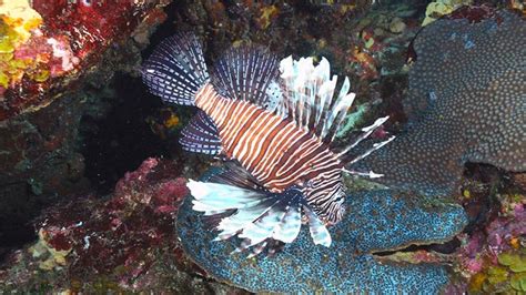 Saving the planet by eating one venomous lionfish at a time | Fox Weather