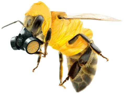 Bees Vs Big Business Neonicotinoids An Insidious Threat Part 2