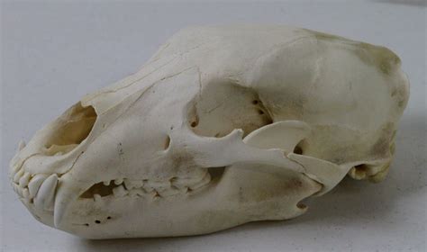 Mountain Lion Skull