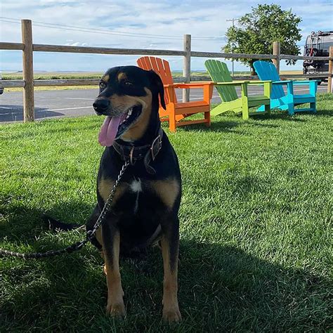 golden mix rottweiler 3