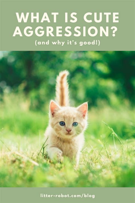 What Is Cute Aggression And Why Its Good Litter Robot Blog