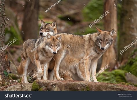 Grey Wolf Canis Lupus Images Stock Photos Vectors Shutterstock