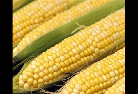 Genetically Engineered Corn Yields Benefits For Farmers Agriculture Business Features The