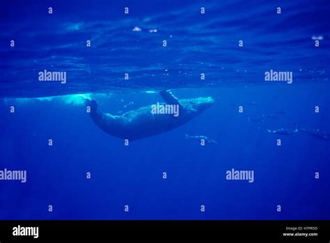 Humpback Whale Megaptera Novaeangliae Pod Swimming Underwater Maui