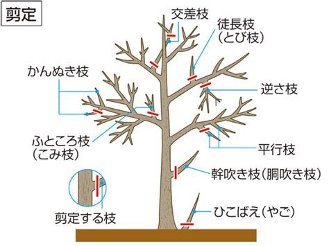 「剪定センテイ」の意味や使い方 わかりやすく解説 Weblio辞書