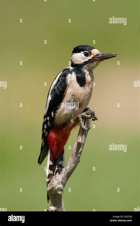 Vertical Portrait Of Great Spotted Woodpecker Dendrocopos Major Adult