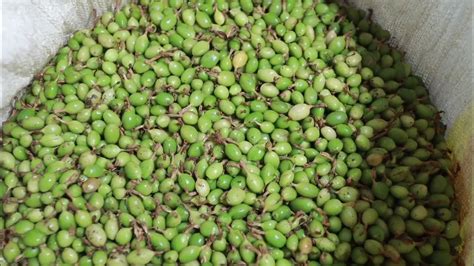 Pwessential Cardamom Malayalam Youtube